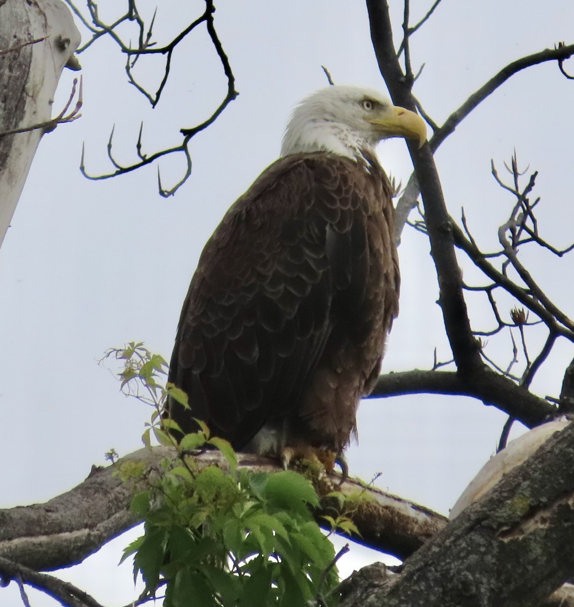 Bald Eagle - ML636666166