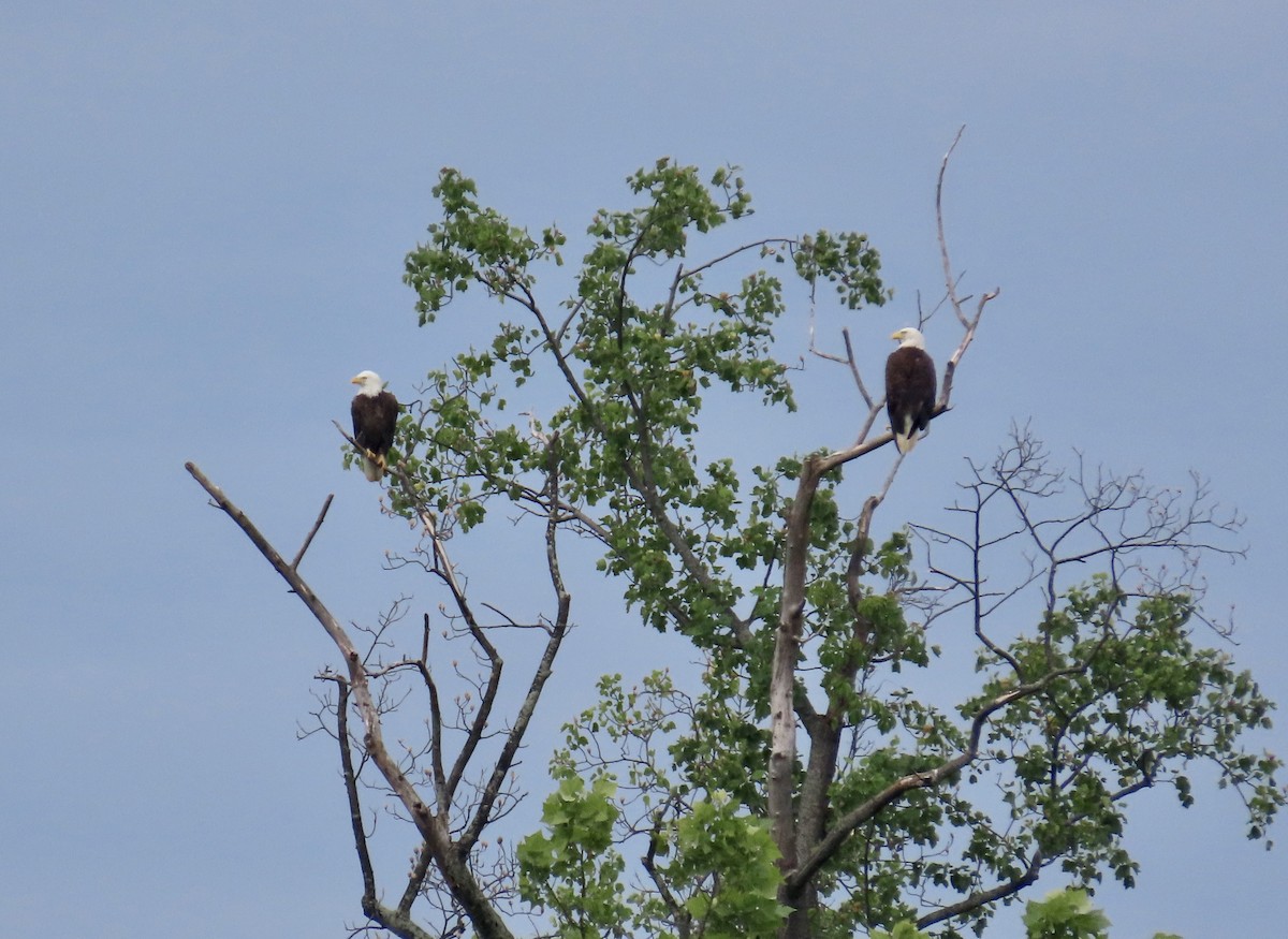Bald Eagle - ML636666189