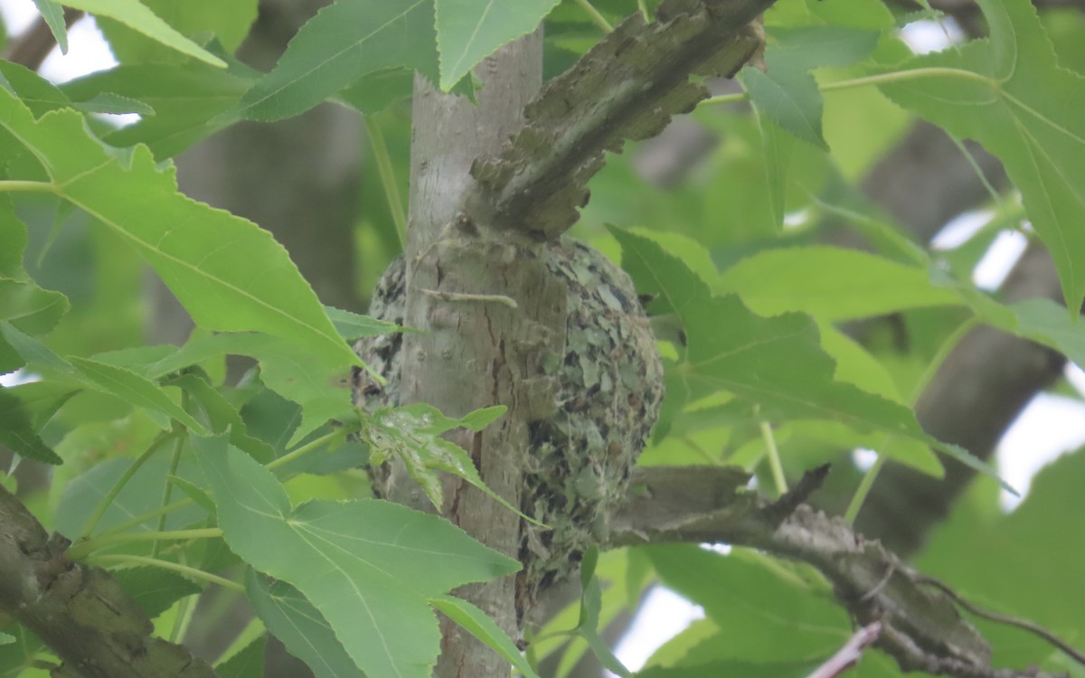Blue-gray Gnatcatcher (Eastern) - ML636666210