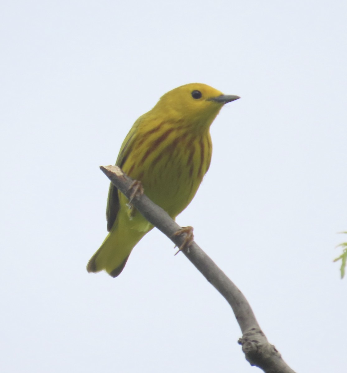 Northern Yellow Warbler - ML636666220
