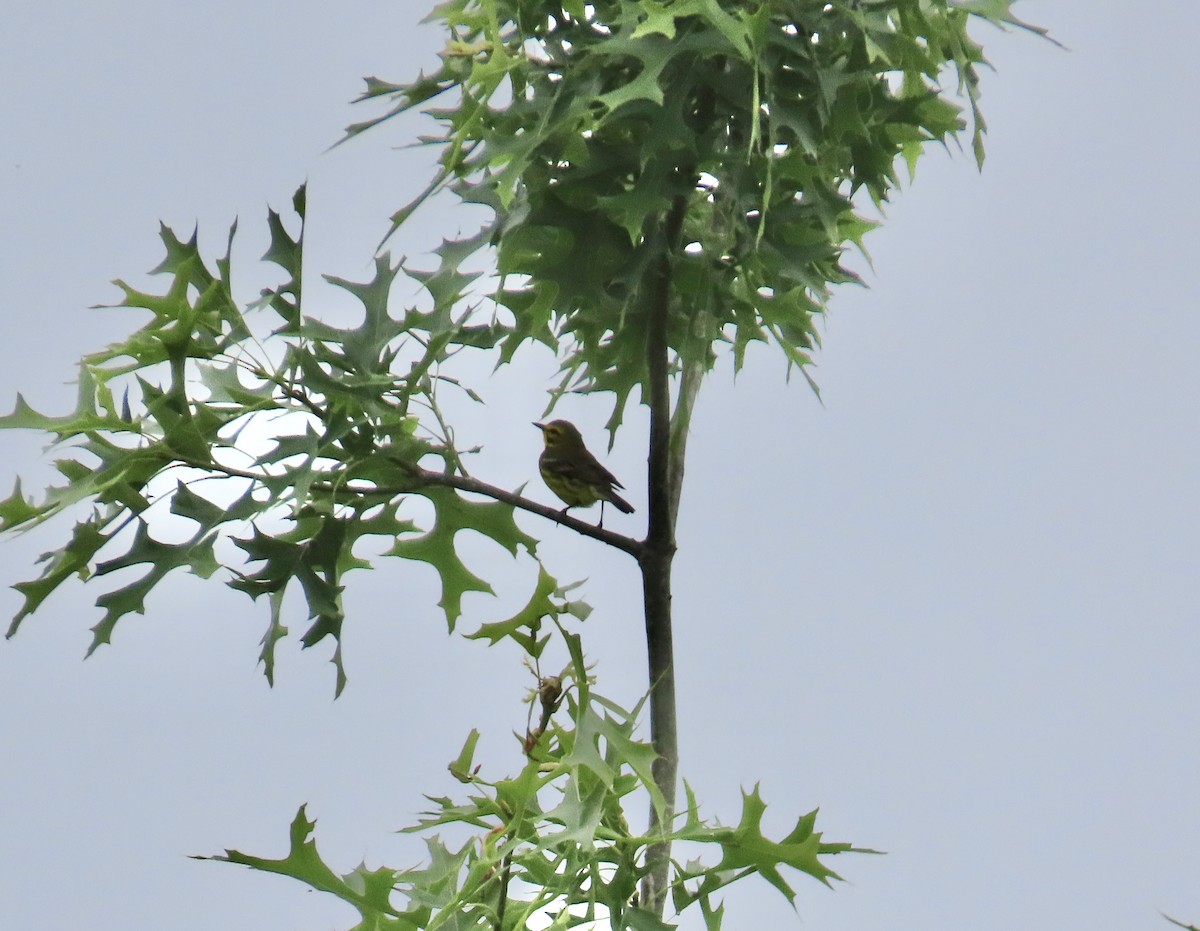 Prairie Warbler - ML636666223