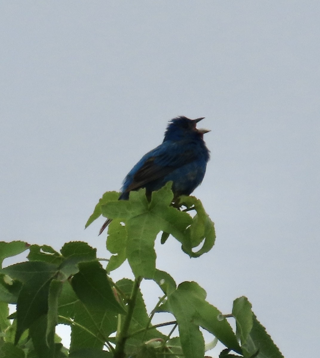 Indigo Bunting - ML636666226