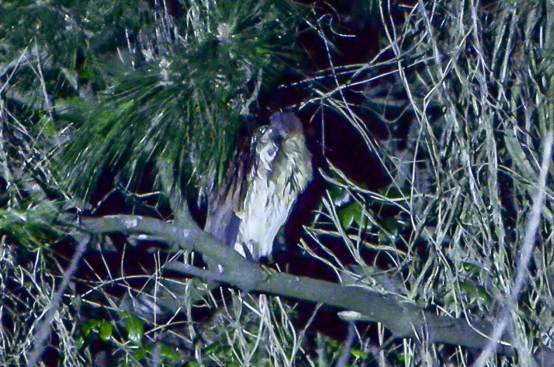 Japanese Night Heron - ML636666229