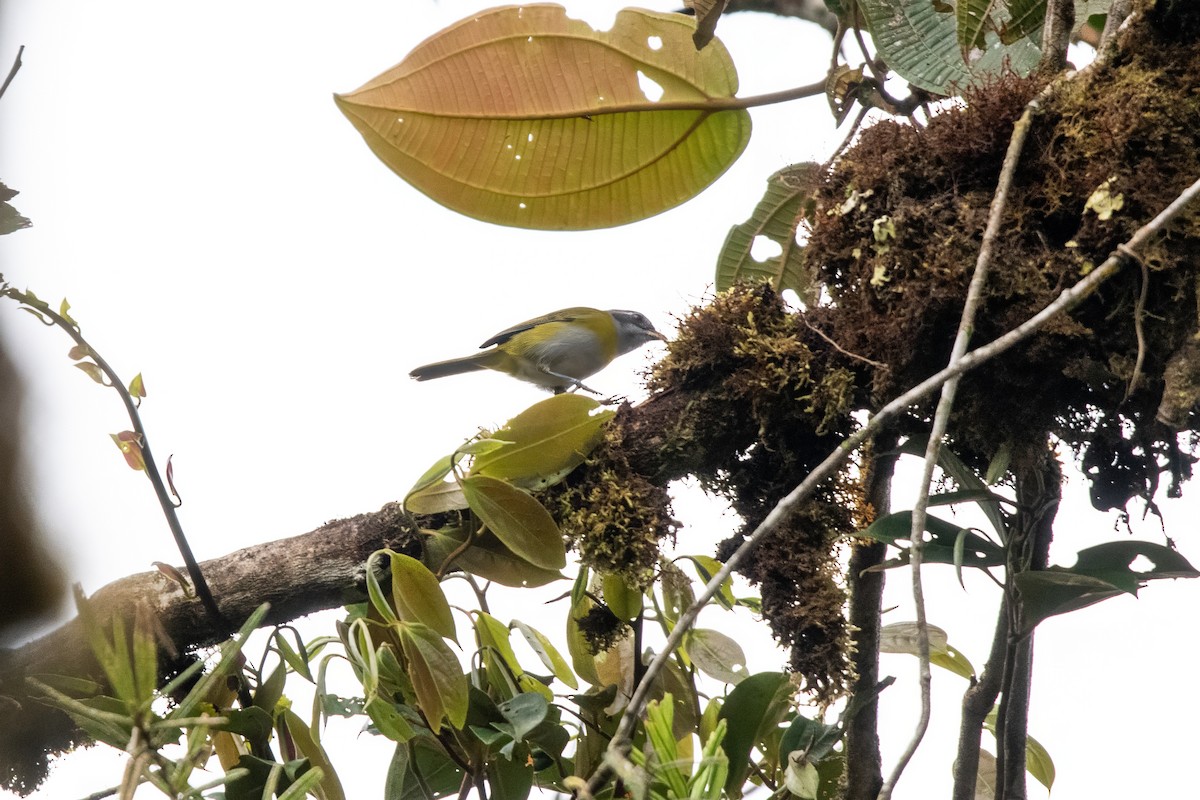 Ashy-throated Chlorospingus - ML636666237