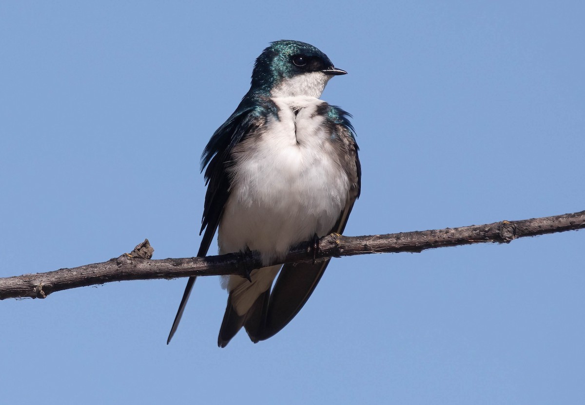 Tree Swallow - ML636666245