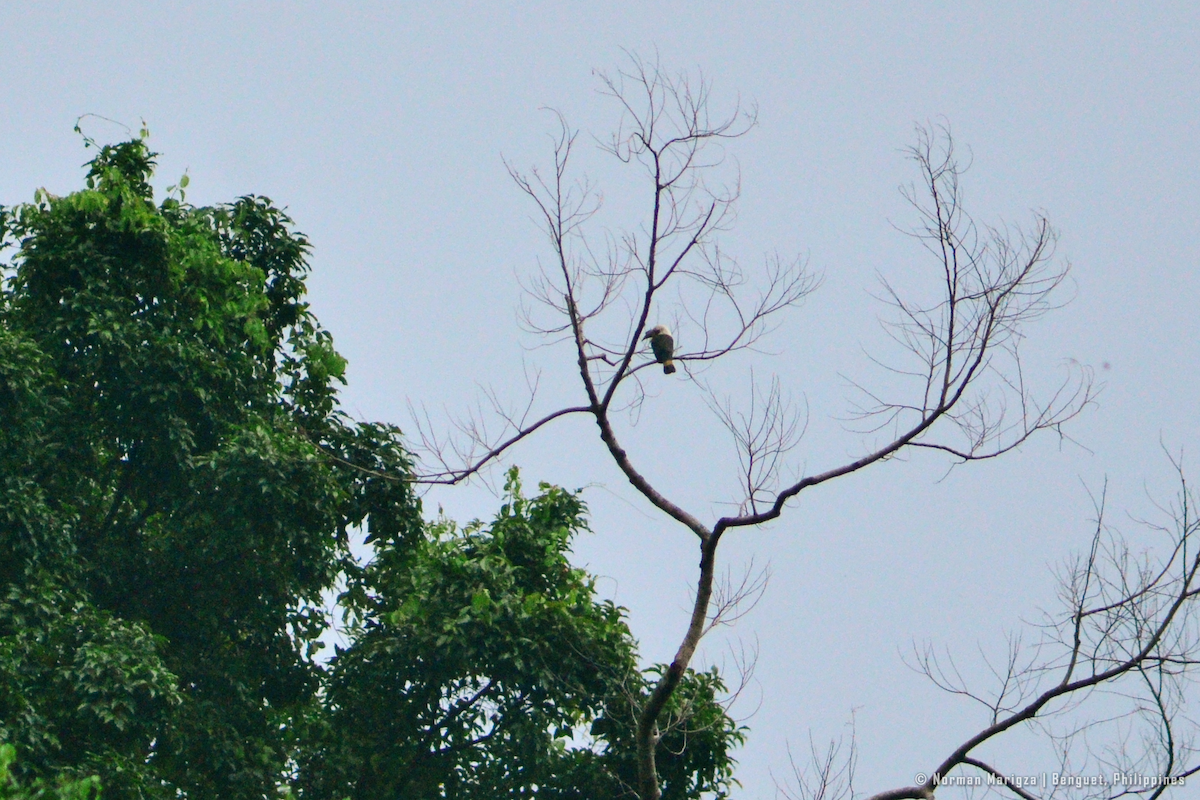 Luzon Hornbill - ML636666263