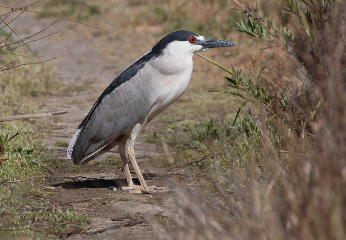 Black-crowned Night Heron - ML636666284