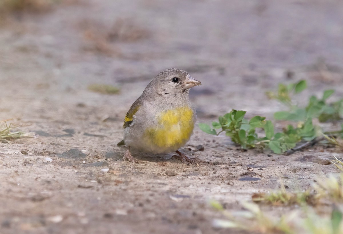 Lawrence's Goldfinch - ML636666366