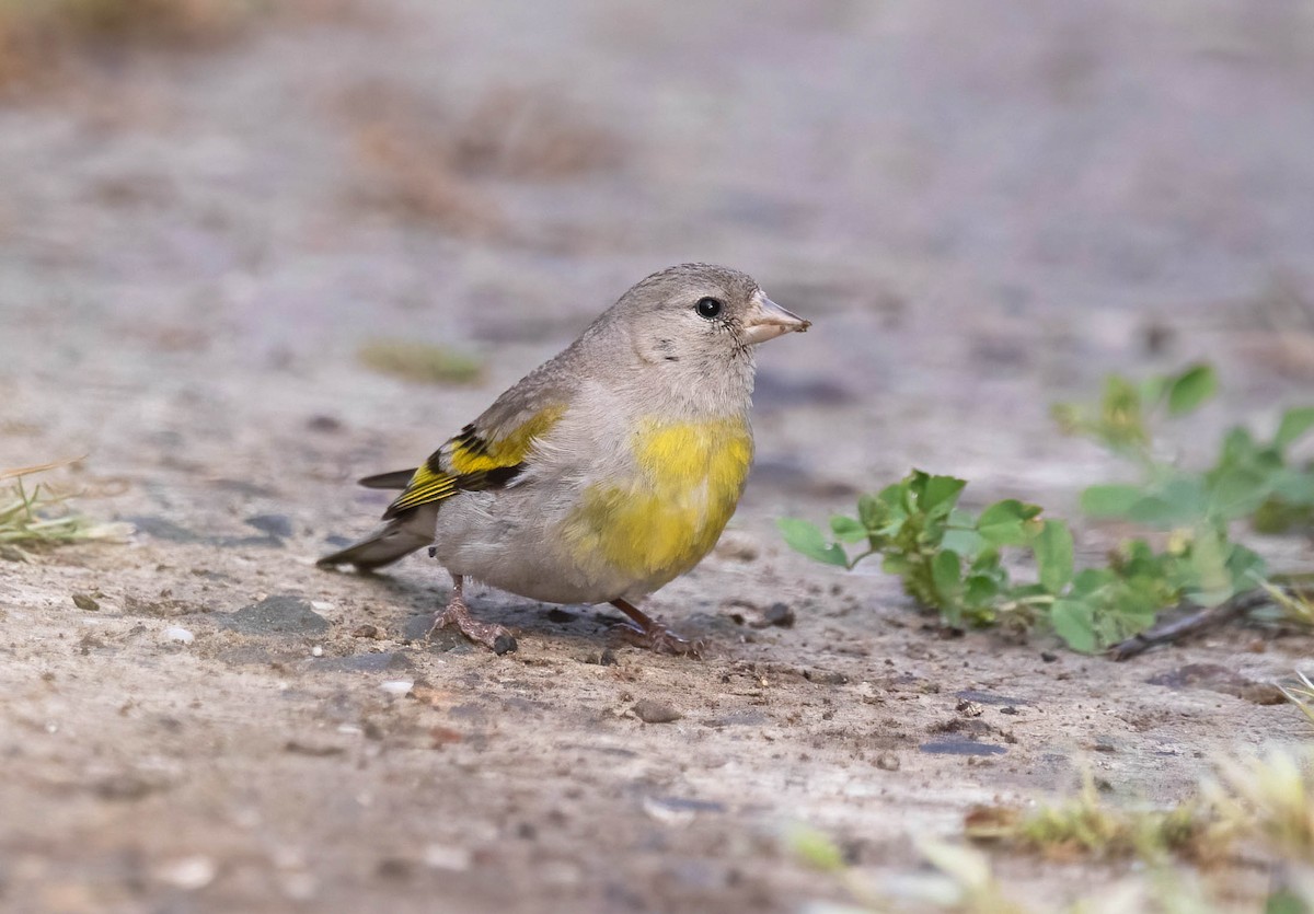 Lawrence's Goldfinch - ML636666367