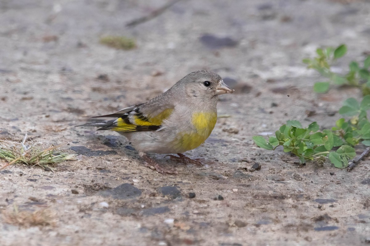 Lawrence's Goldfinch - ML636666368
