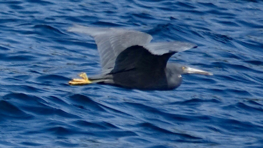 Pacific Reef-Heron - ML636666431