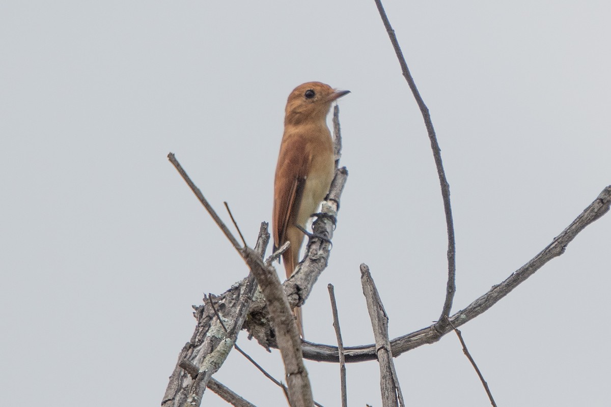 Rufous Casiornis - ML636666510