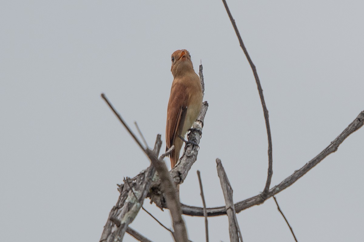 Rufous Casiornis - ML636666511