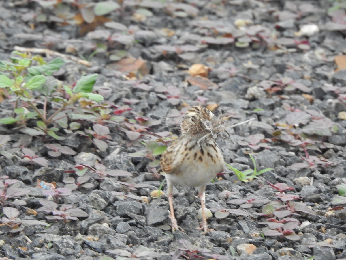 Indian Bushlark - ML636666645