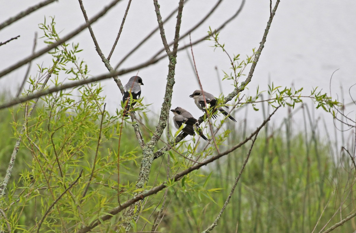 Loggerhead Shrike - Clancey Deel