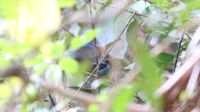 Swallow-tailed Manakin - ML636666816