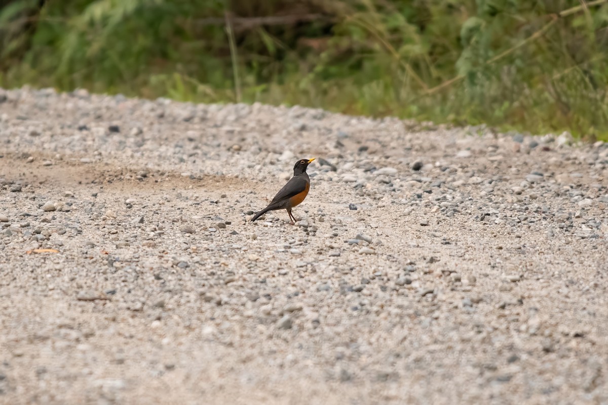 Chestnut-bellied Thrush - ML636666938