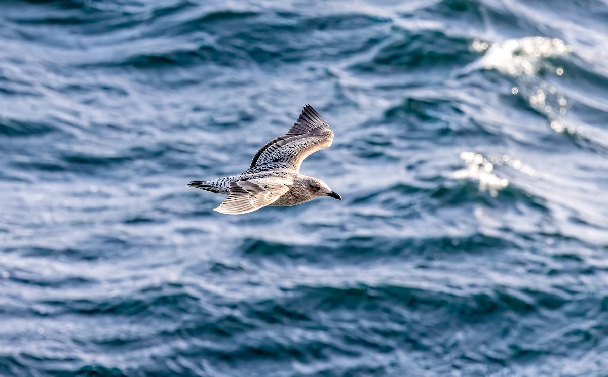 Kelp Gull - ML636666996