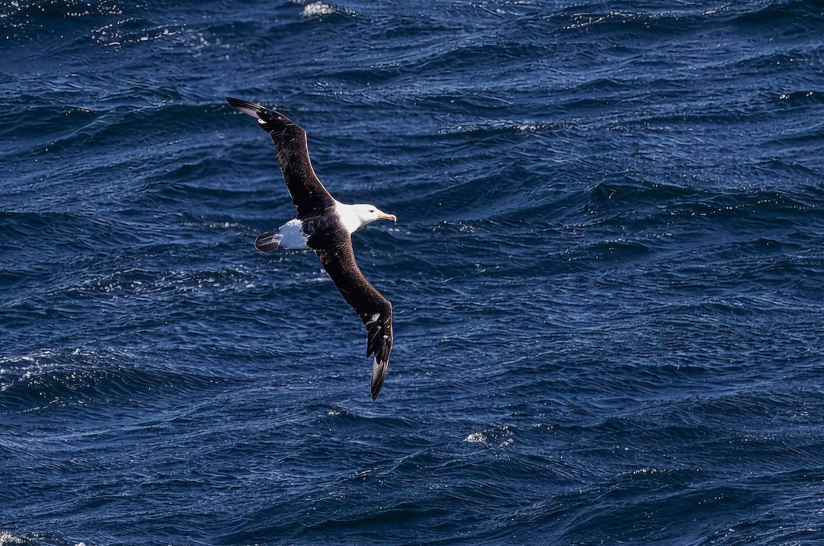 Black-browed Albatross - ML636667002