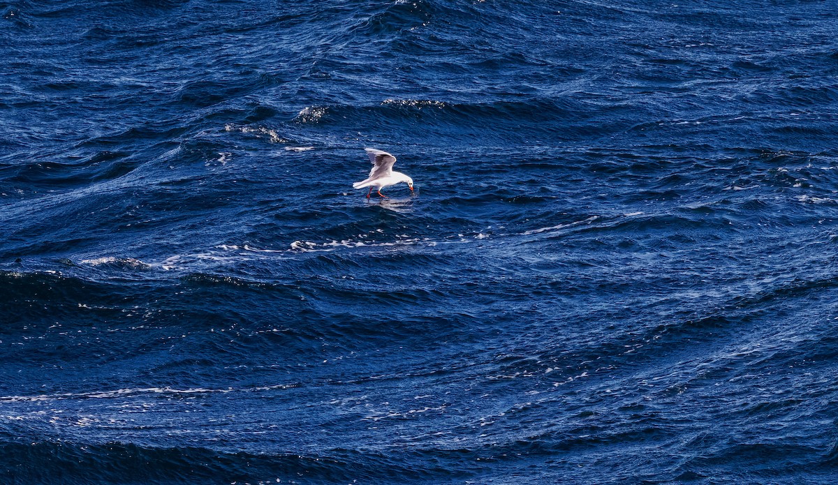Brown-hooded Gull - ML636667005