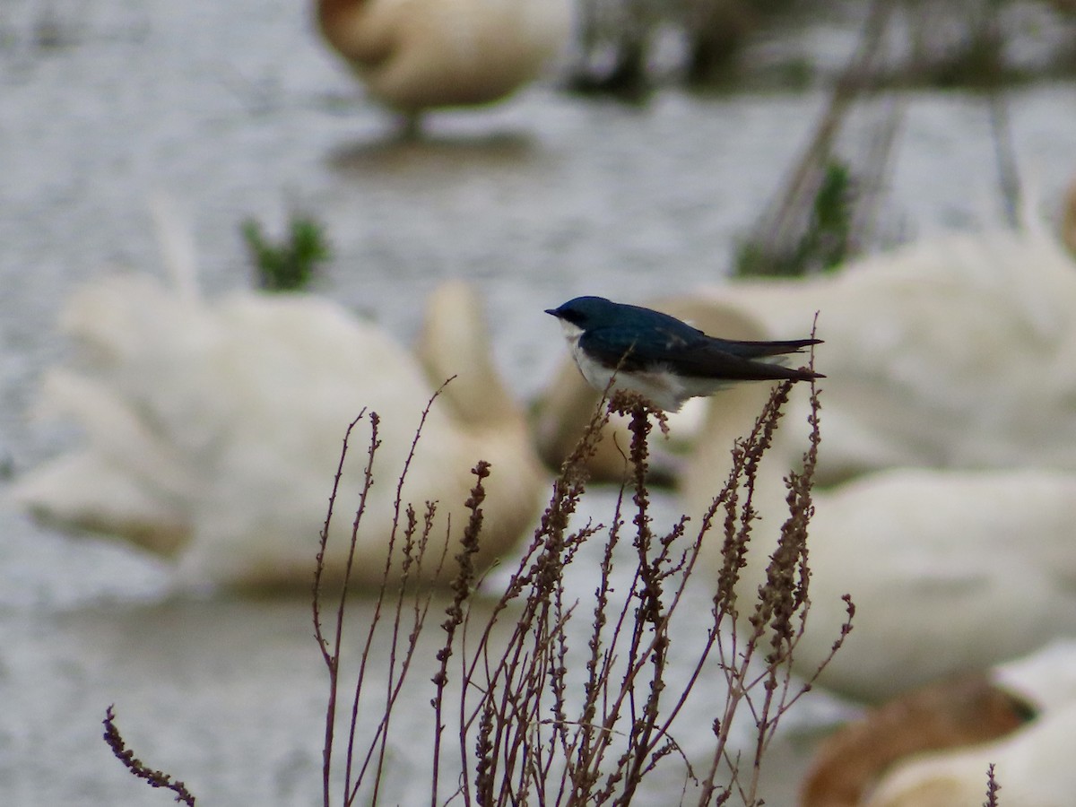 Tree Swallow - ML636667051