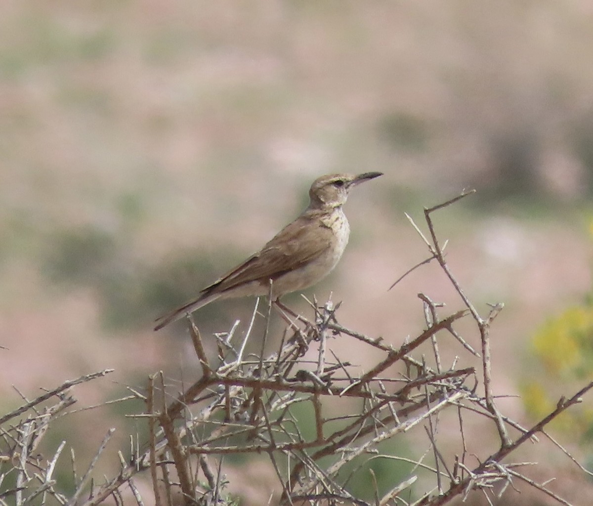 Karoo Long-billed Lark (Benguela) - ML636667098