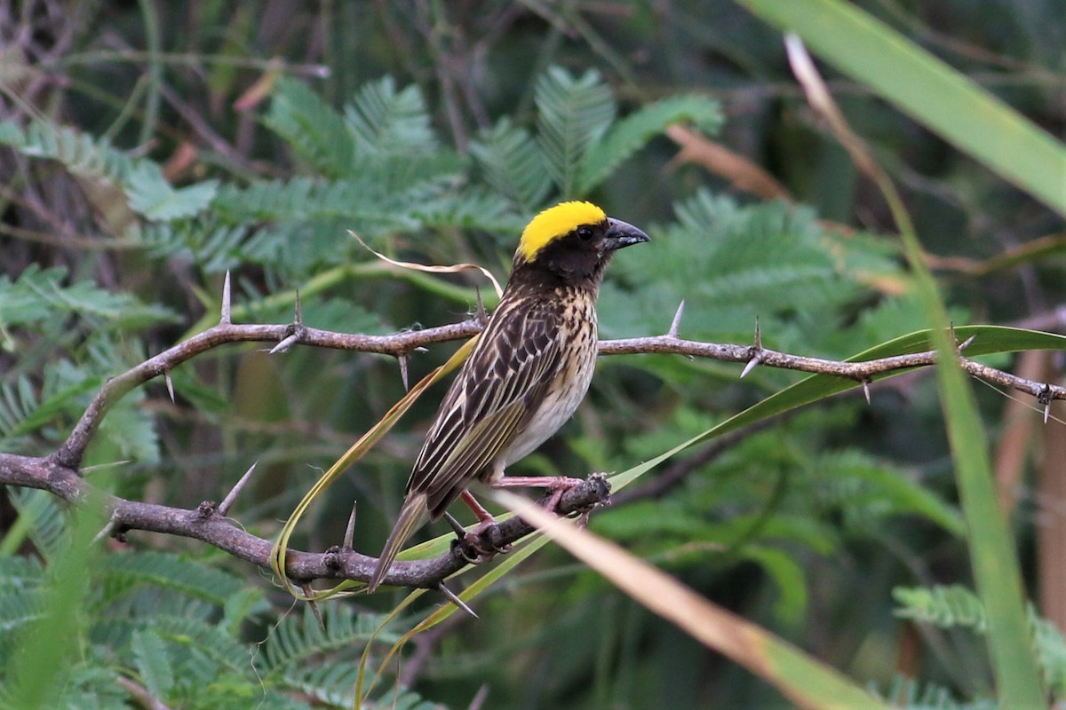 Streaked Weaver - ML636667103