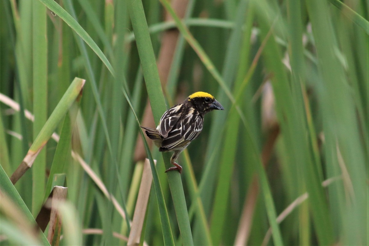 Streaked Weaver - ML636667104