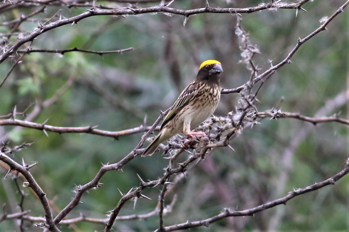 Streaked Weaver - ML636667105