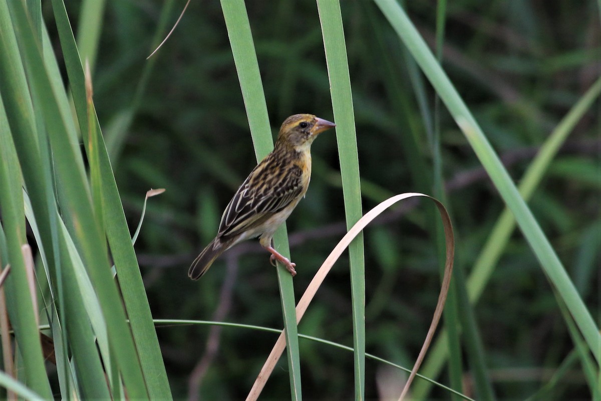Streaked Weaver - ML636667106