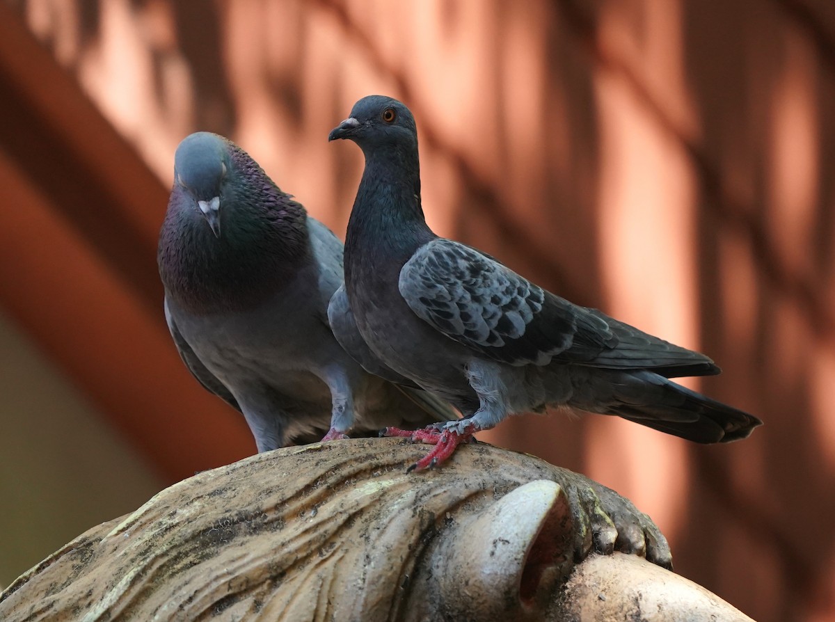 Rock Pigeon (Feral Pigeon) - ML636667323