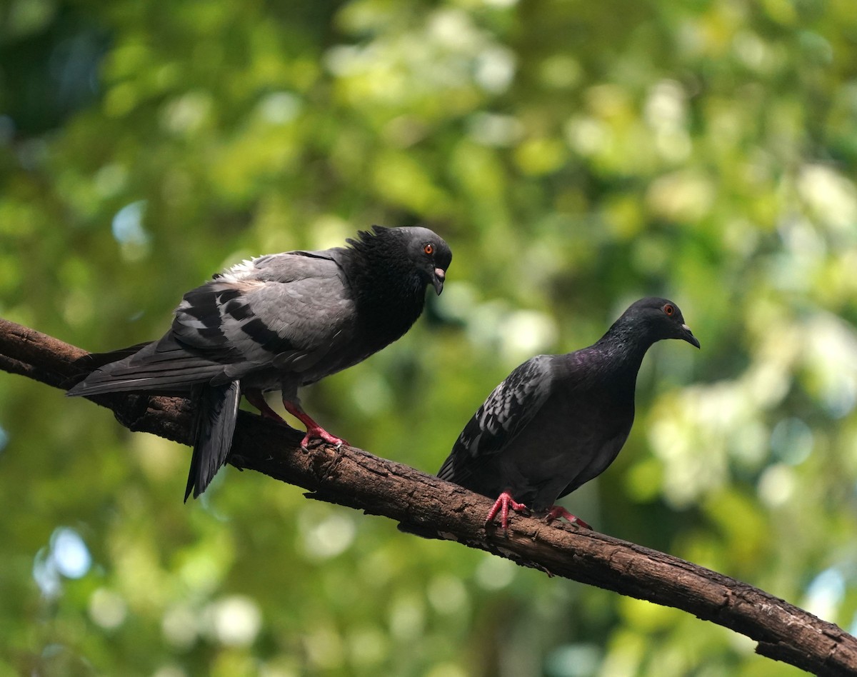 Rock Pigeon (Feral Pigeon) - ML636667354