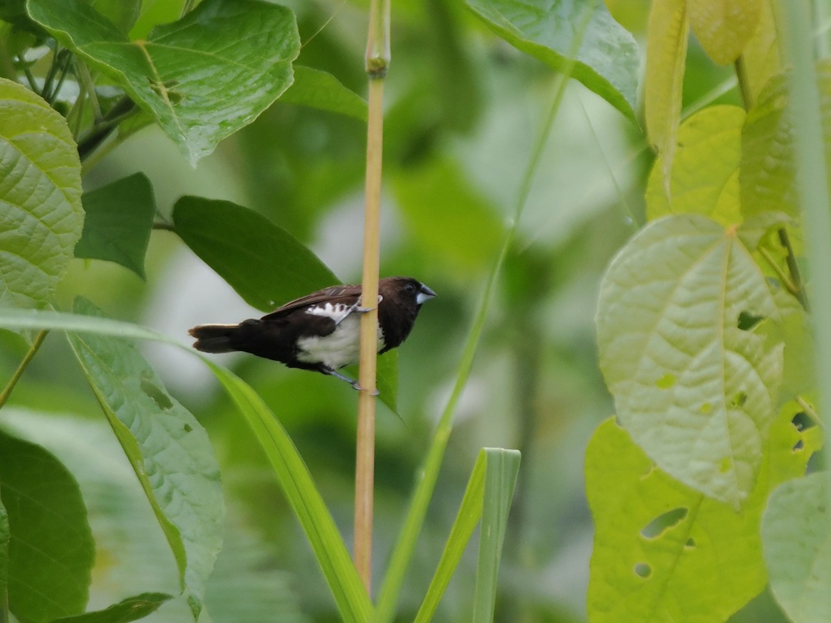 White-bellied Munia - ML636667653