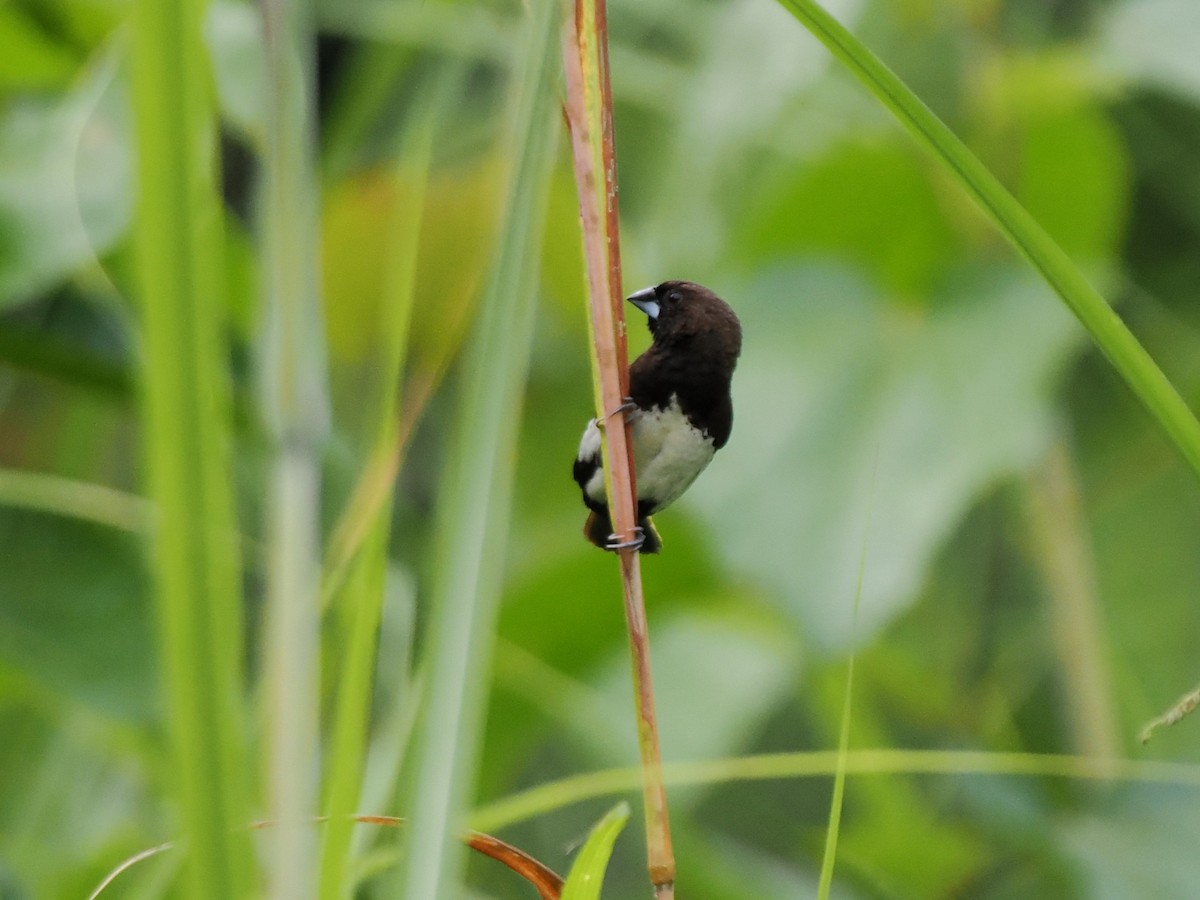 White-bellied Munia - ML636667654