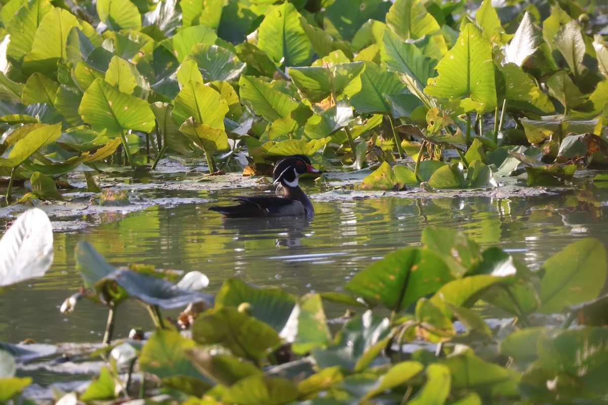 kachnička karolínská - ML636667751