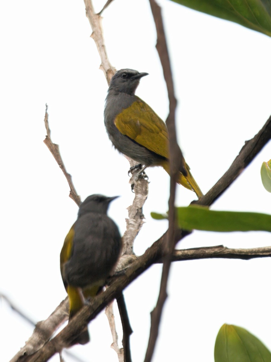 Gray-bellied Bulbul - ML636667756