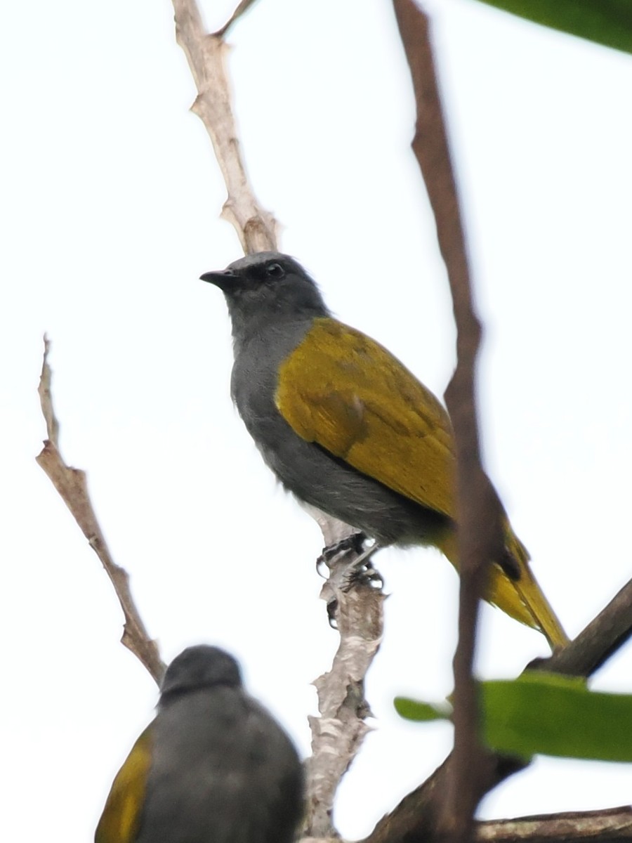 Gray-bellied Bulbul - ML636667757