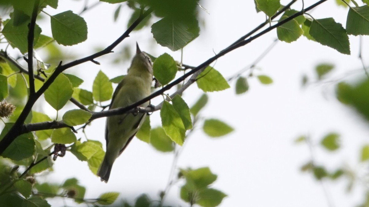 Philadelphia Vireo - ML636667845