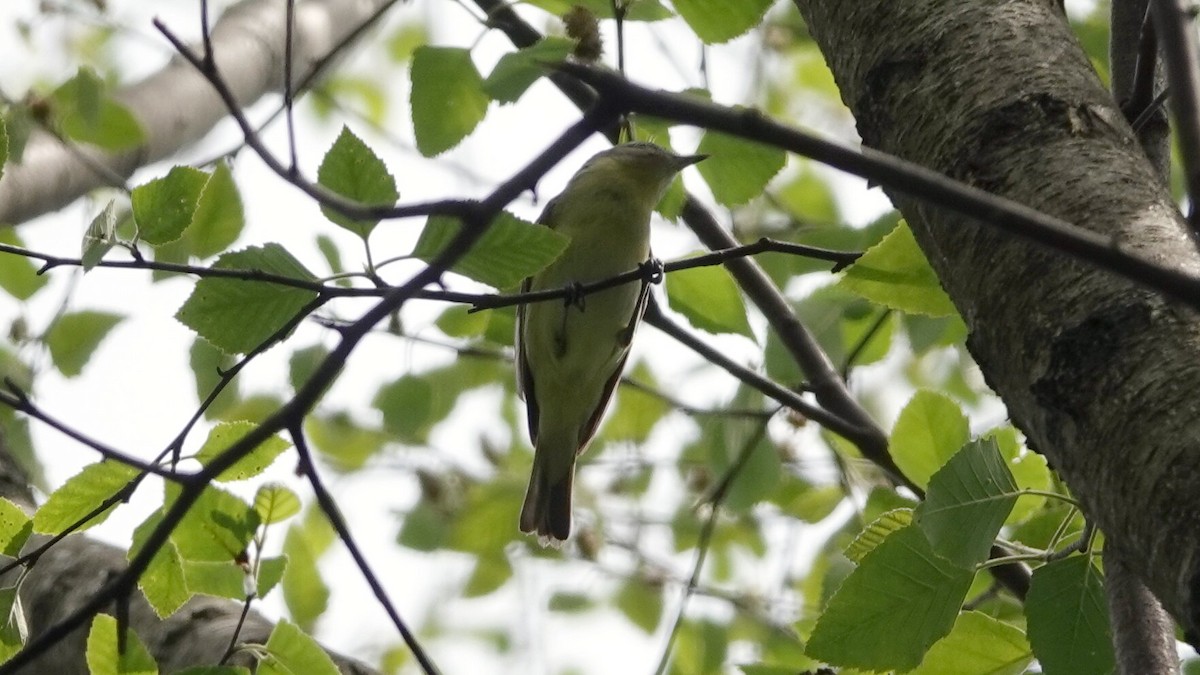 Philadelphia Vireo - ML636667846