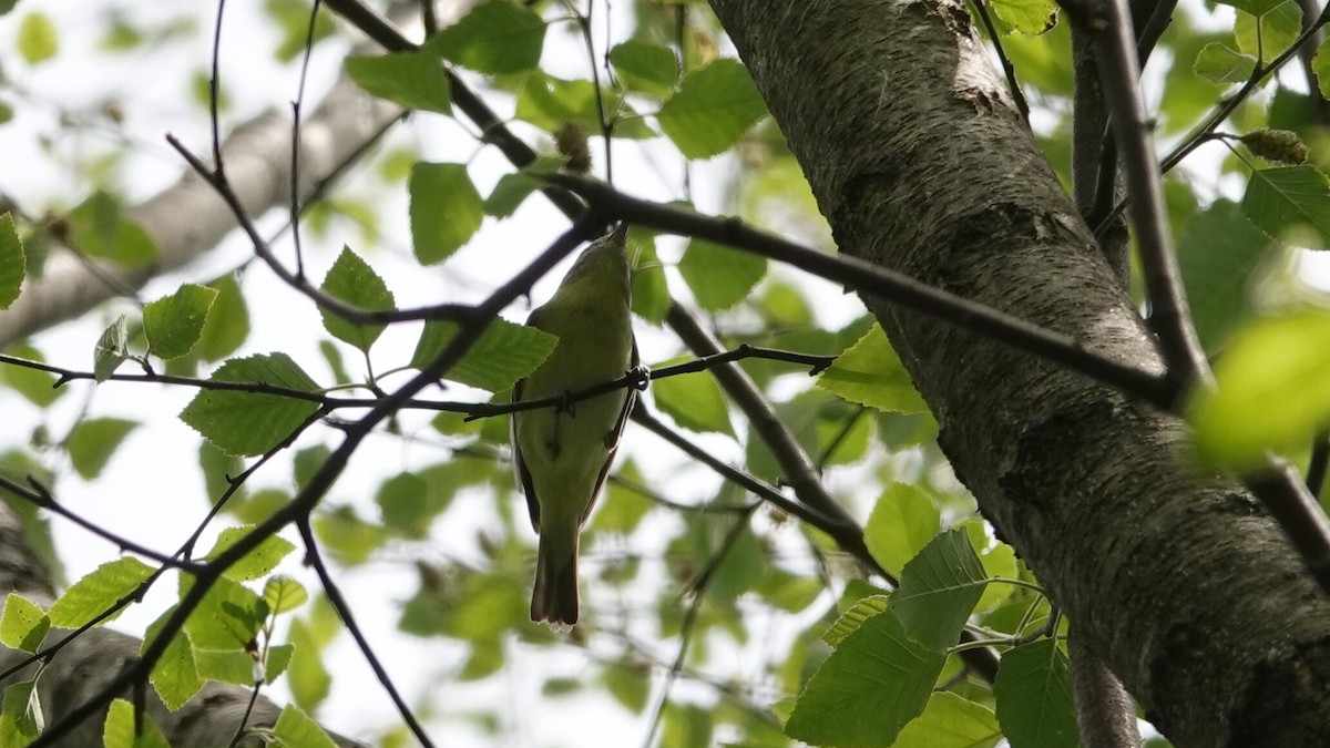 Philadelphia Vireo - ML636667847