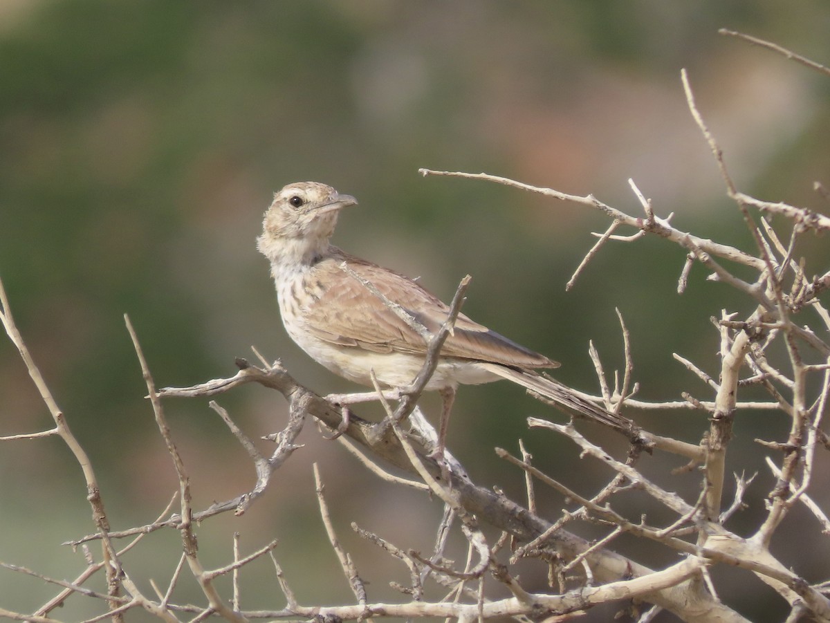Karoo Long-billed Lark (Benguela) - ML636668062