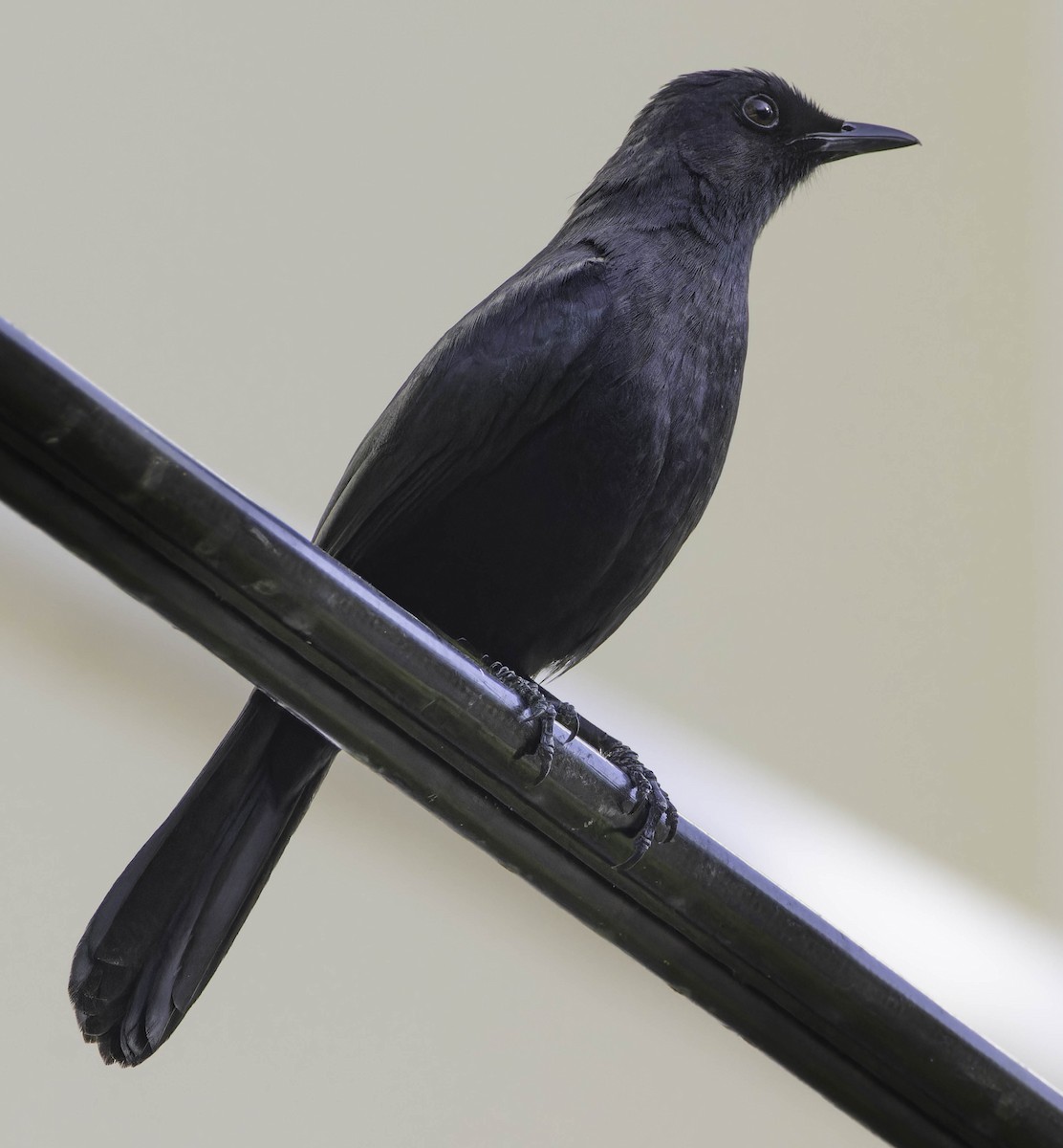 Black Catbird - ML636668065