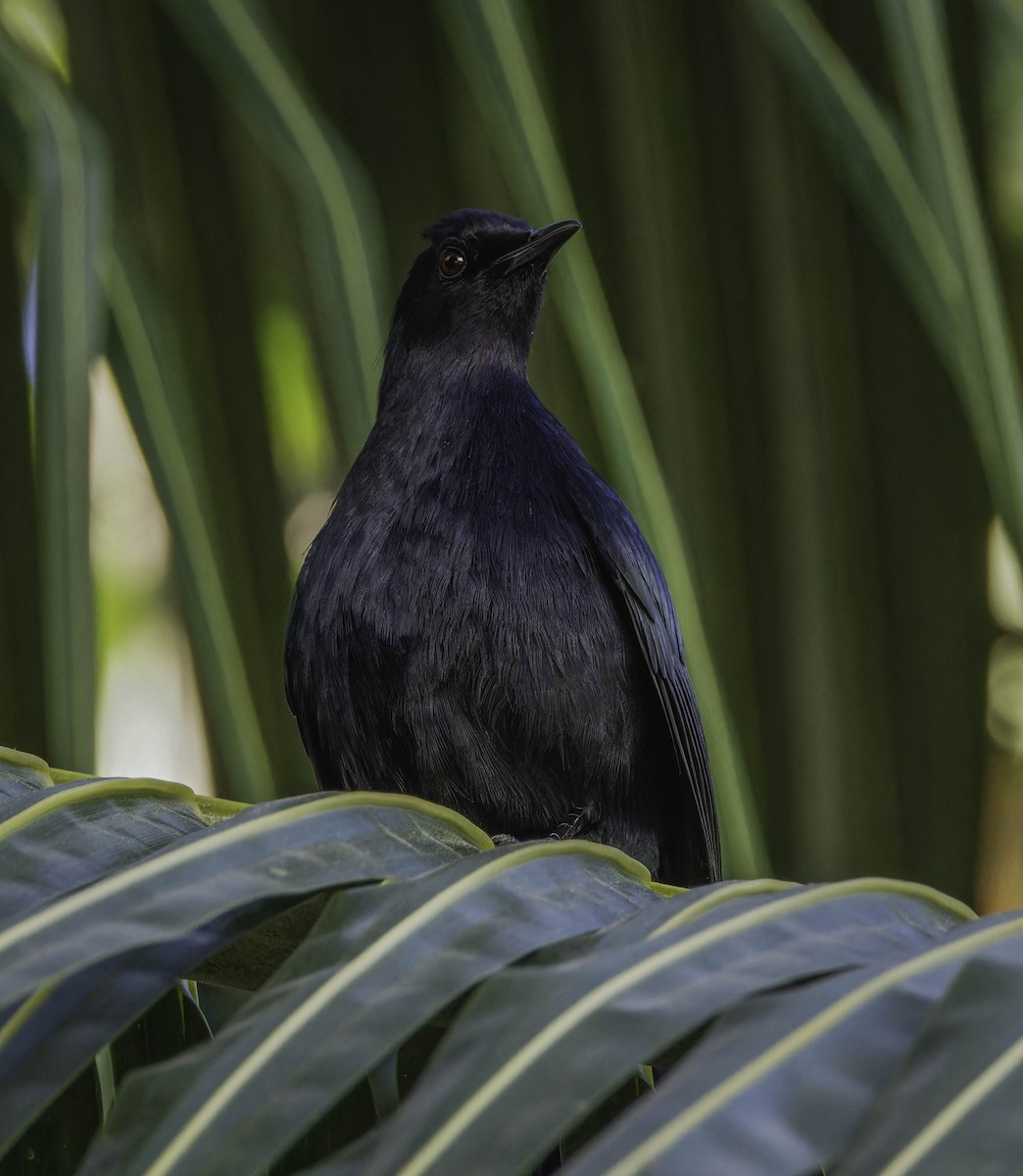 Black Catbird - ML636668066
