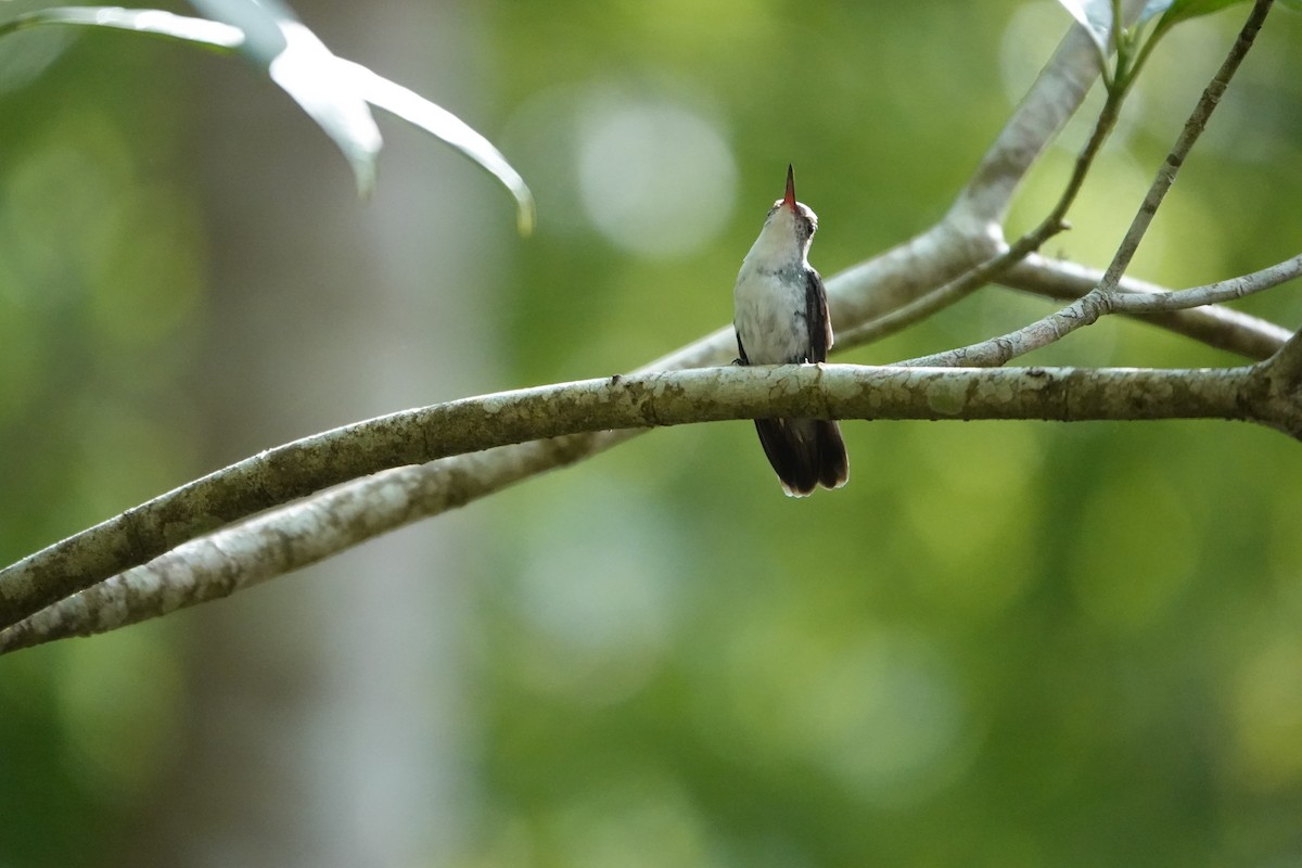 White-bellied Emerald - ML636668113