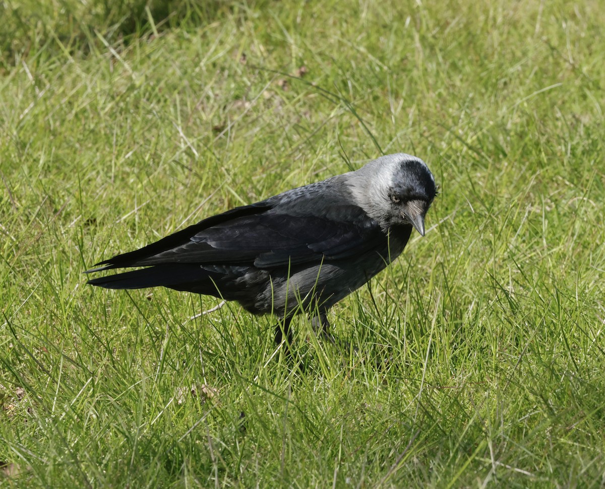 Belatxiki arrunta - ML636668145