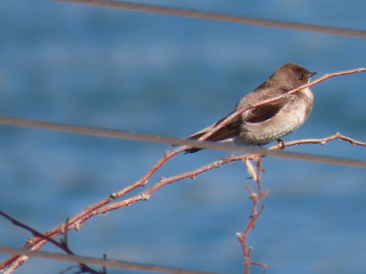 Northern Rough-winged Swallow - ML636668158