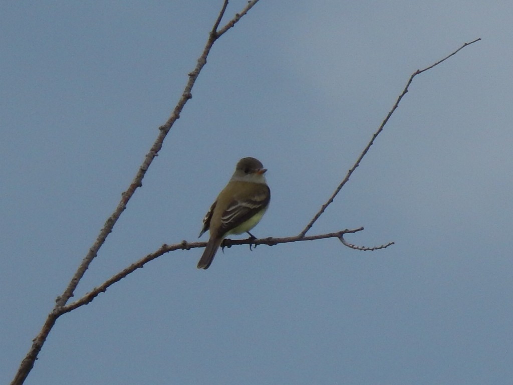 Willow Flycatcher - ML636668267