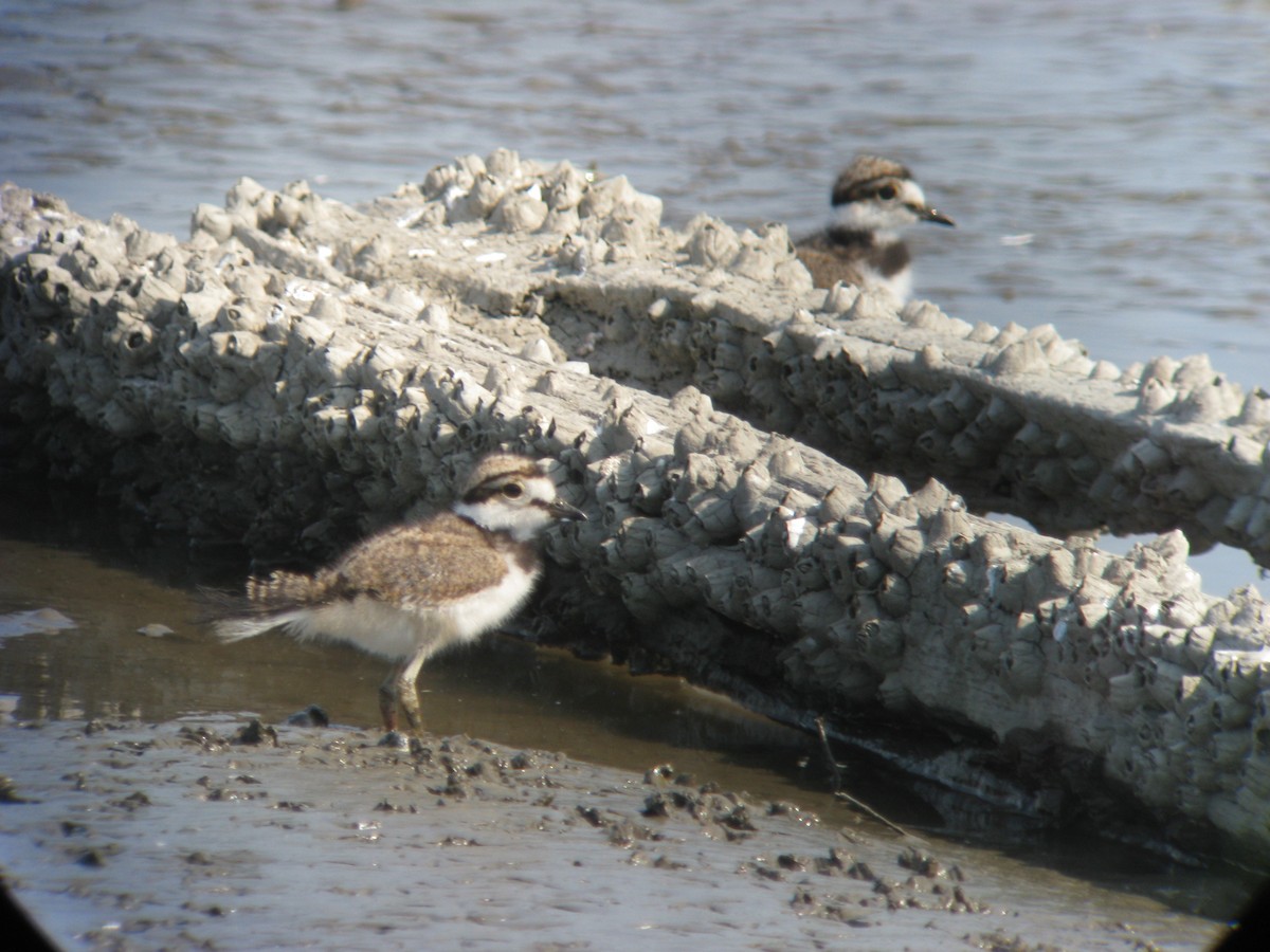 Killdeer - ML636668273