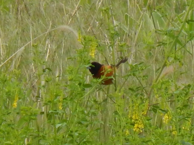 Orchard Oriole - ML636668275