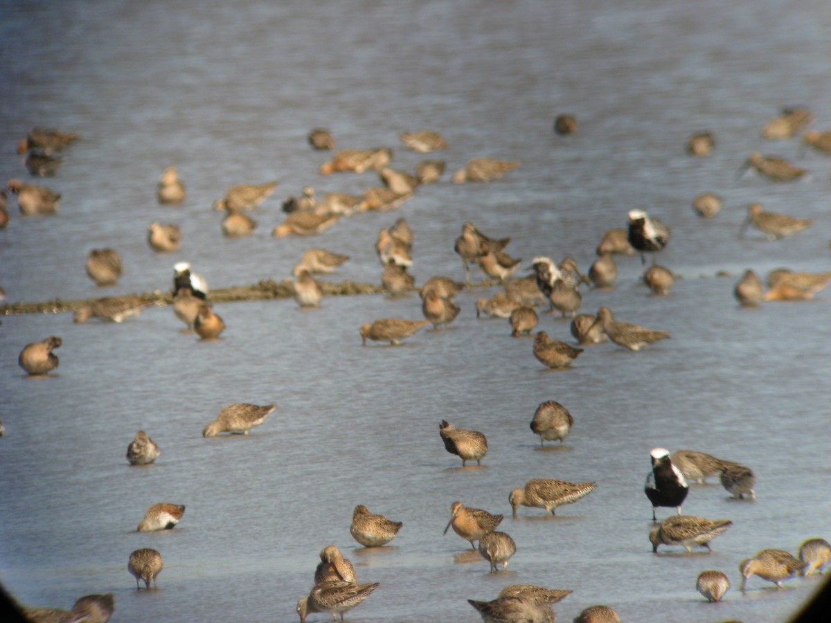 Black-bellied Plover - ML636668321
